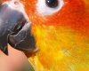 parrot_crop.jpg