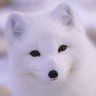 whitefox