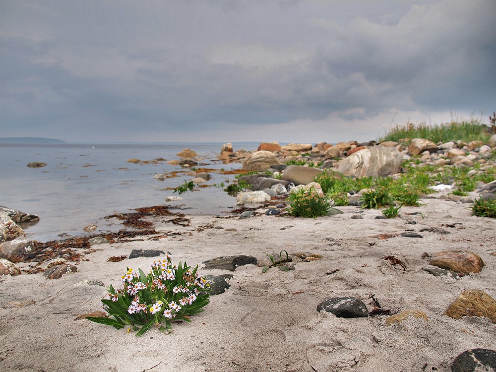 Морские астры. Белое море