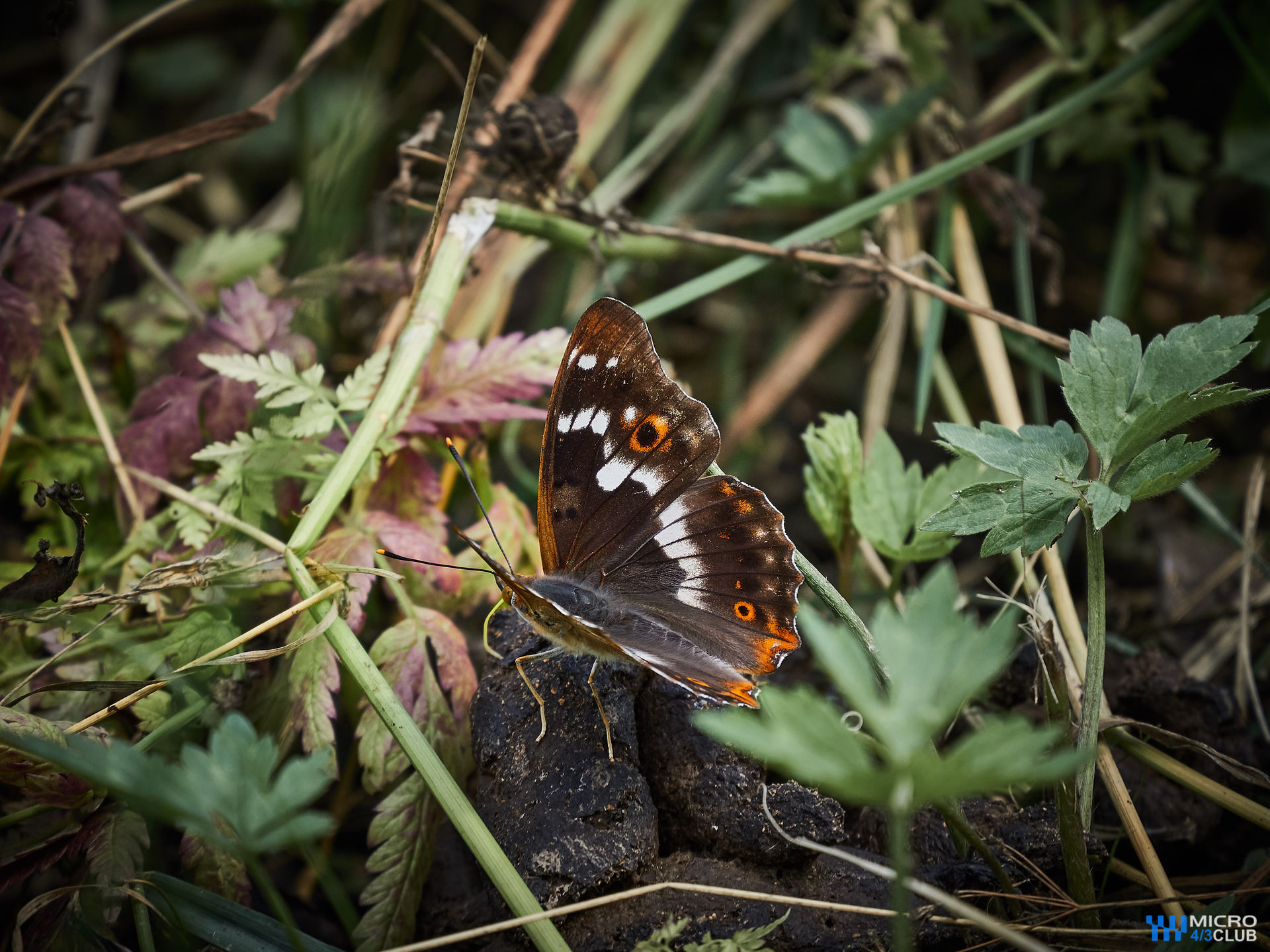 butterfly