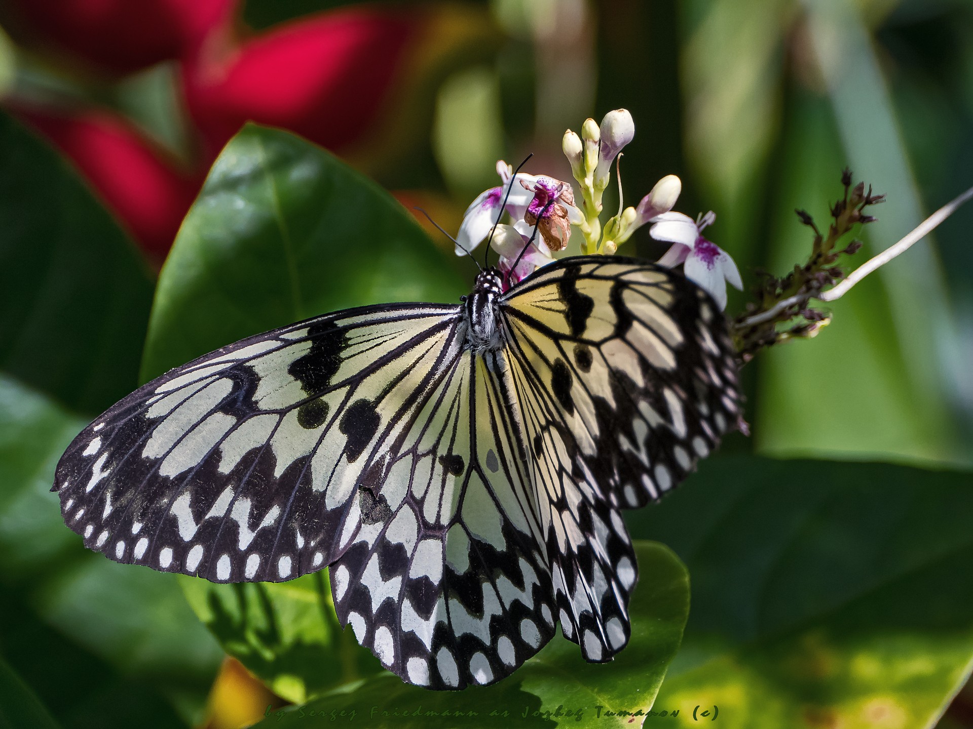 IDEA LEUCONOE