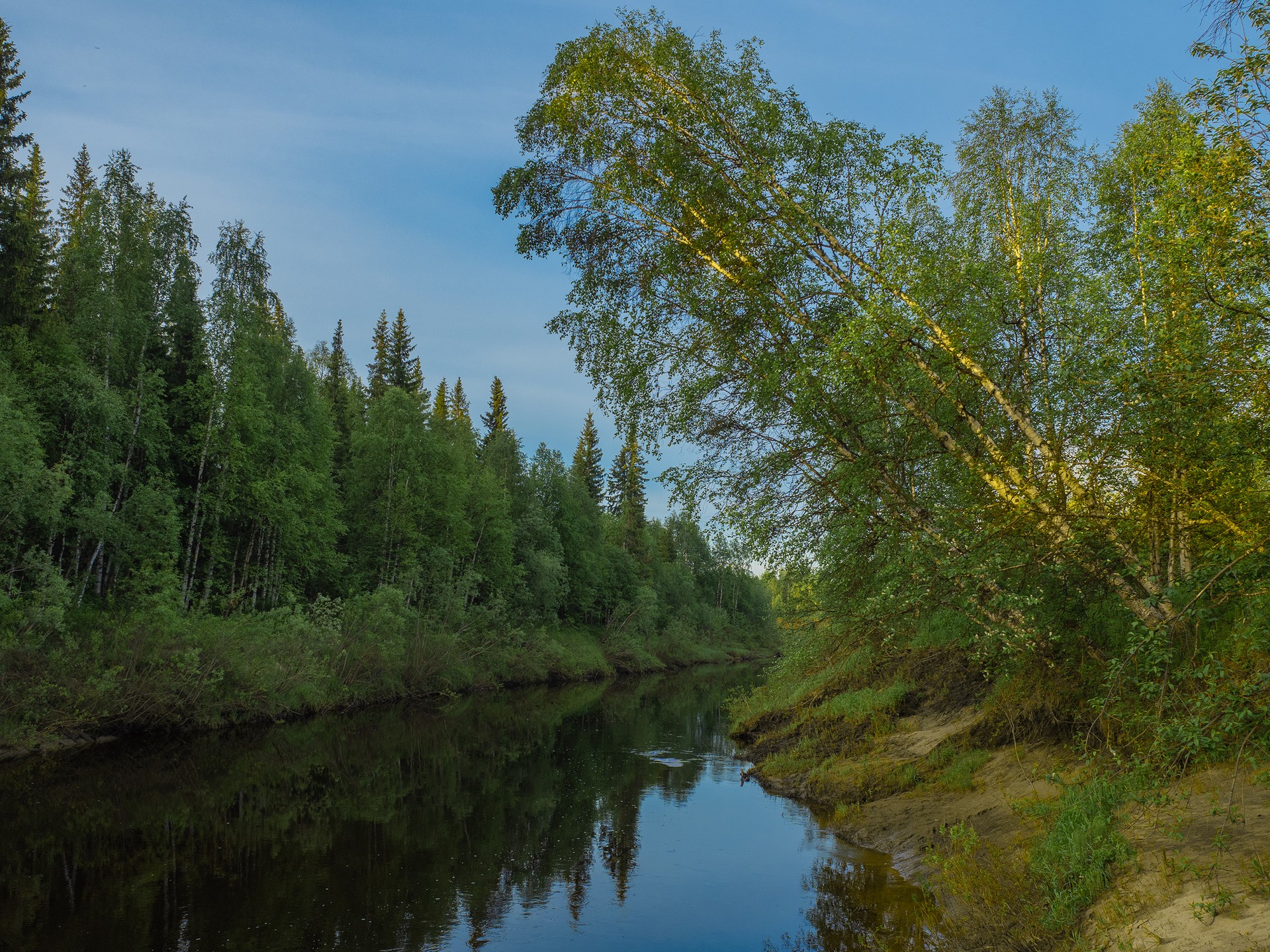 Утро, лес, река, береза.