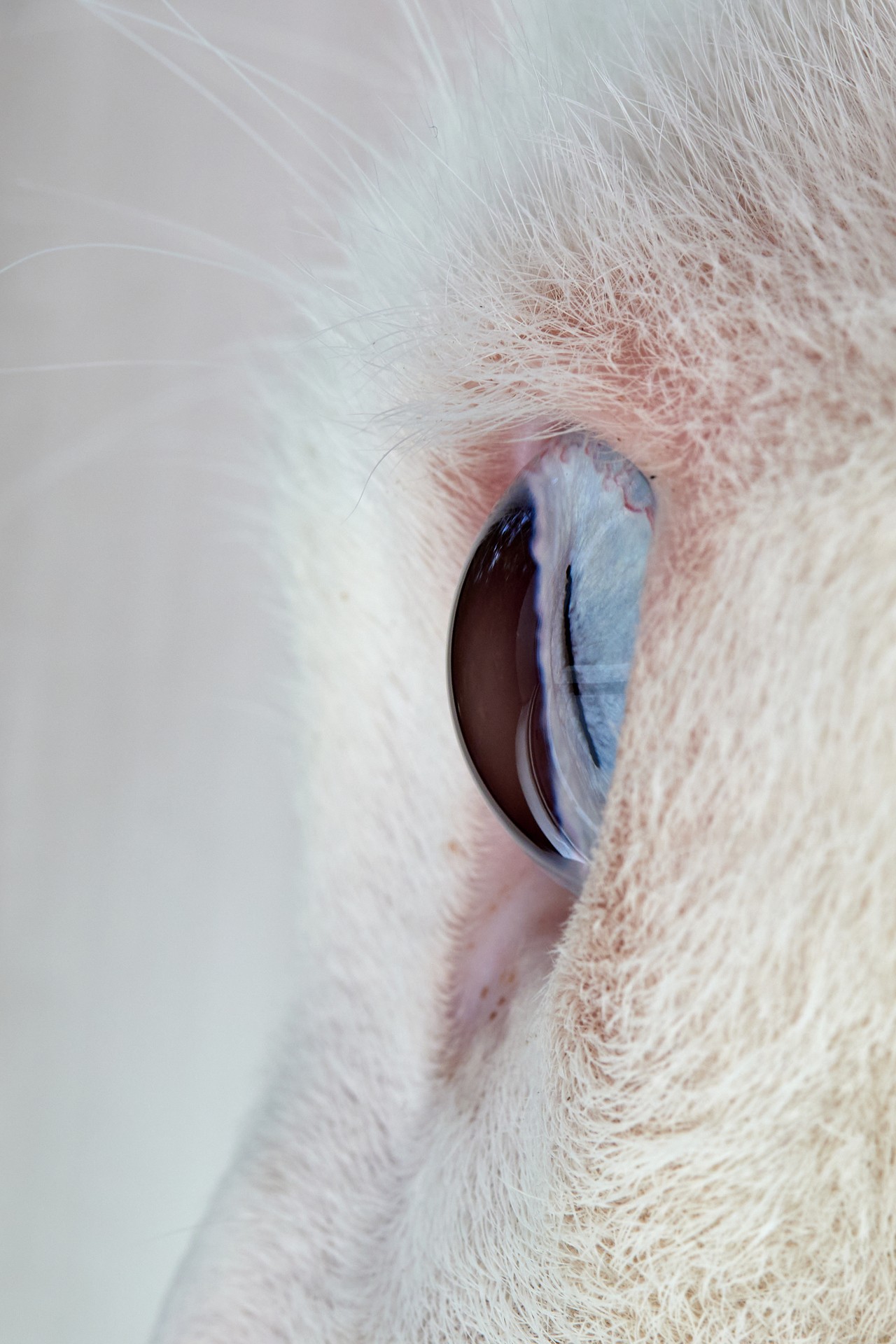 cat's eye