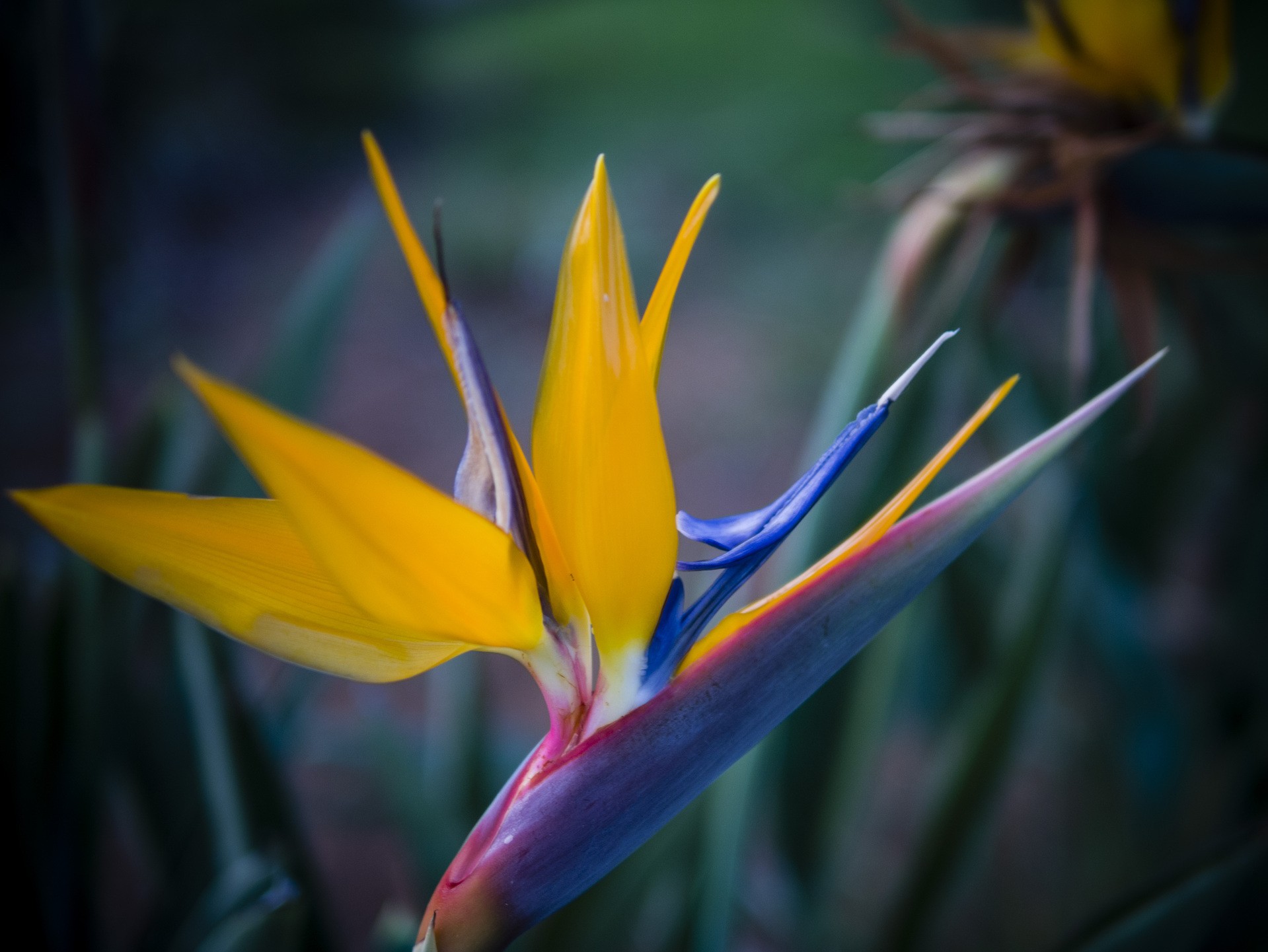 Strelitzia