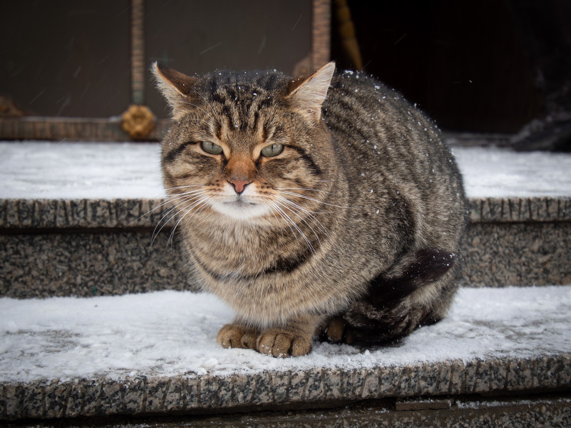 Церковный кот