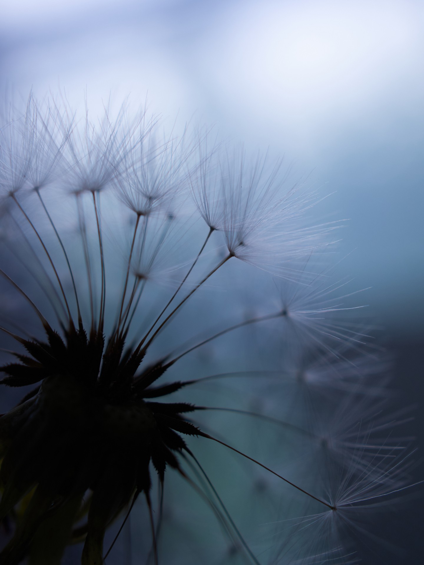 dandelion