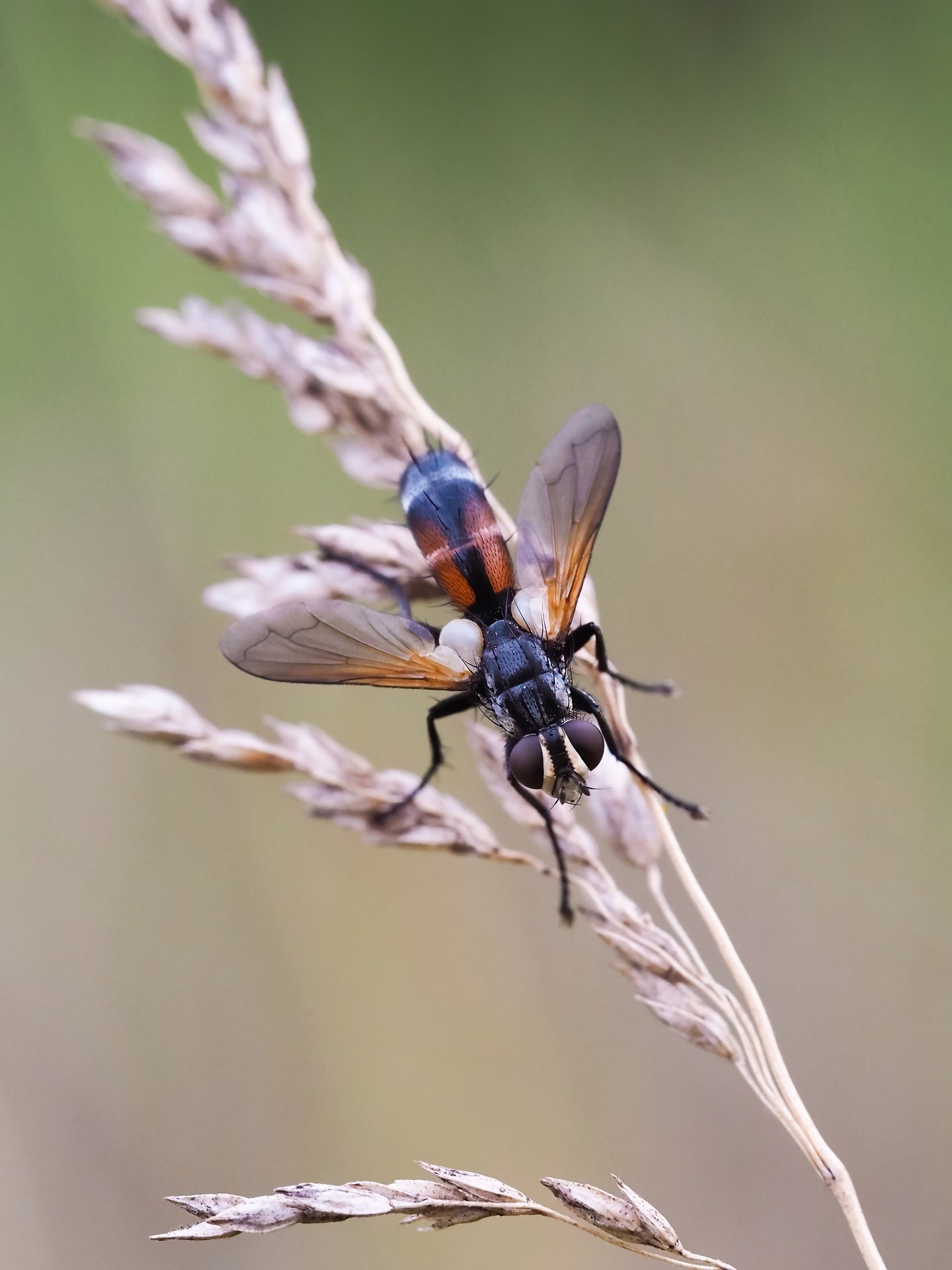 Cylindromyia brassicaria