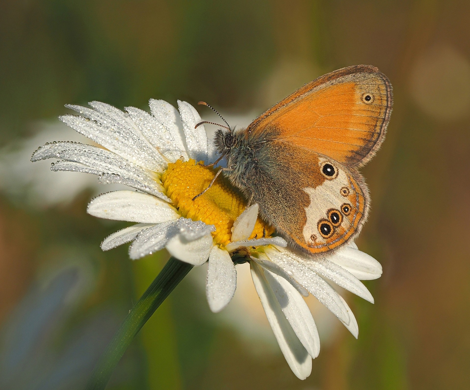 Сенница таинственная (Coenonympha arcania)