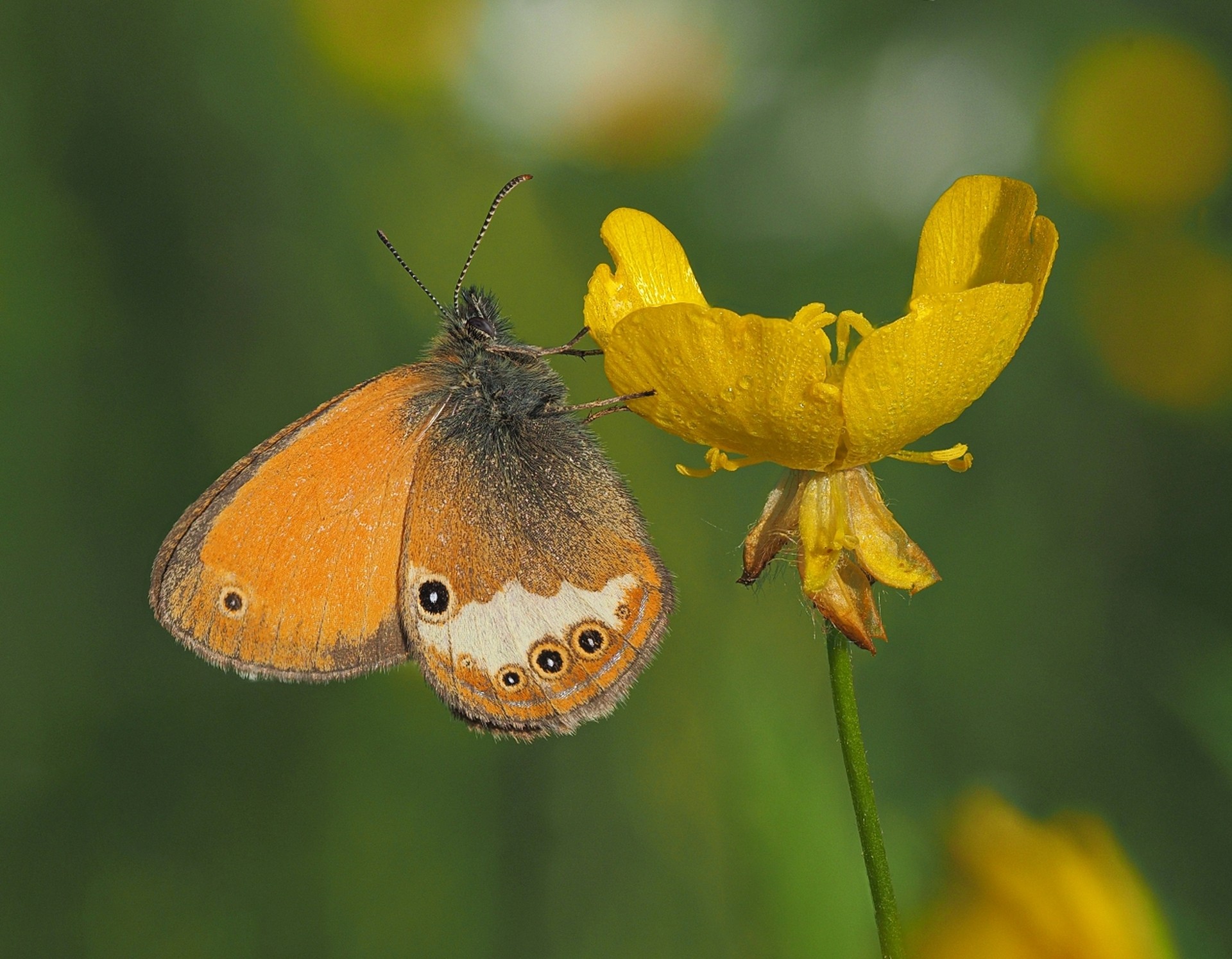 Сенница таинственная (Coenonympha arcania)