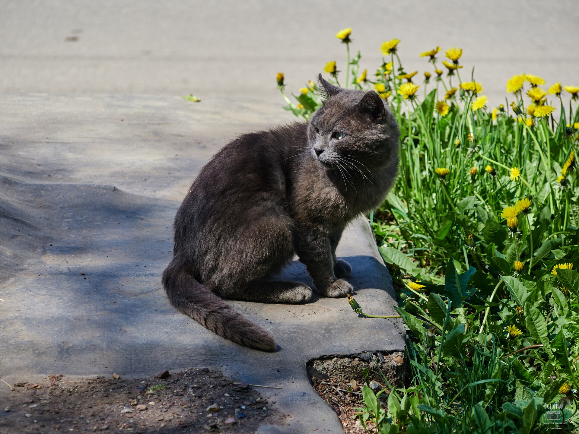 Кот