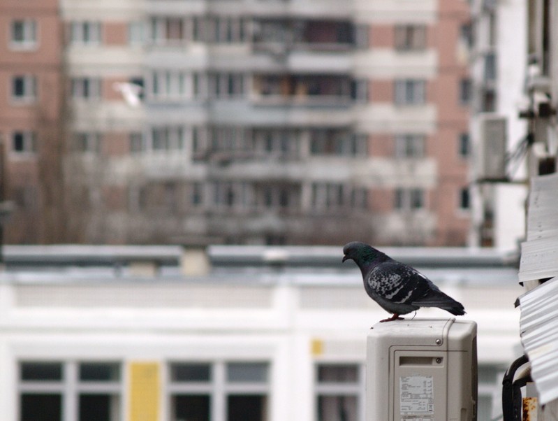 Фото сделанное пользователем ZD50mm