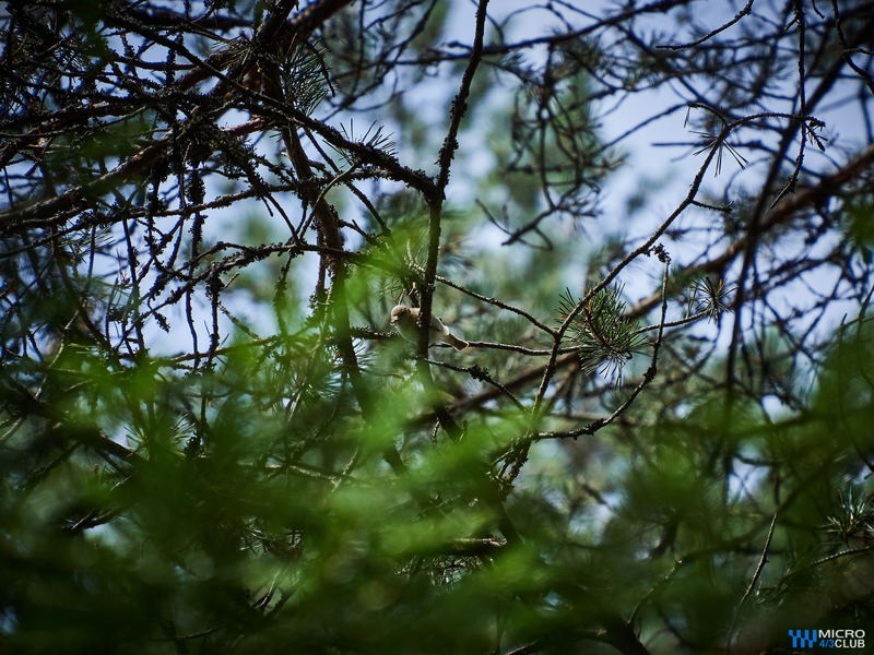 Фото сделанное пользователем romelenium