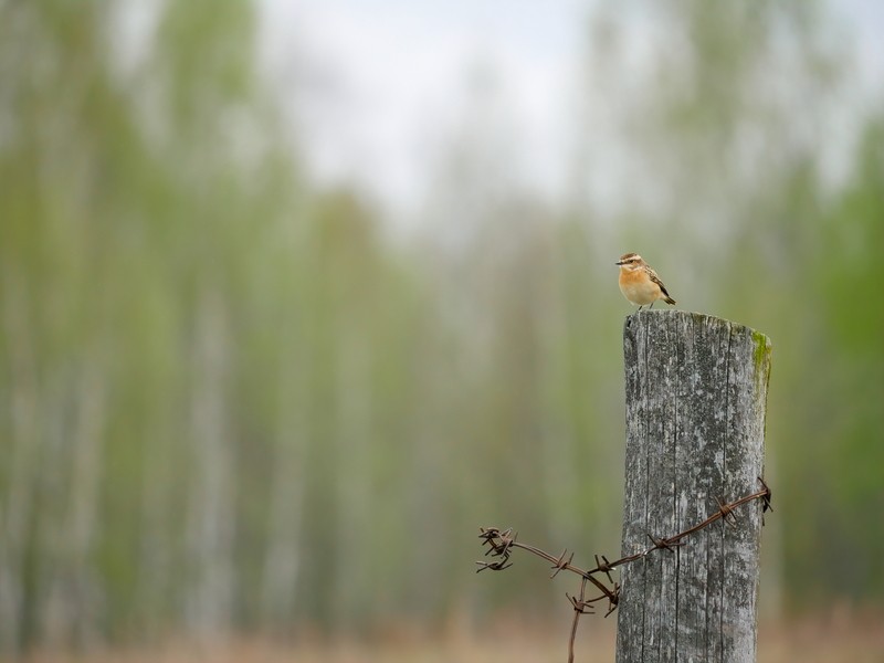 Фото сделанное пользователем rancho_of_joy