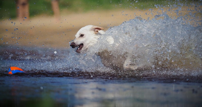 Фото сделанное пользователем A.Dogman