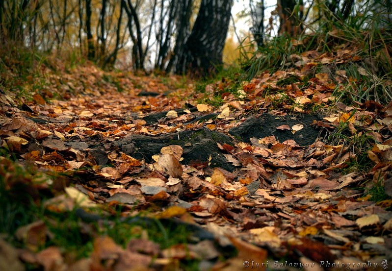 Фото сделанное пользователем mr.ptero