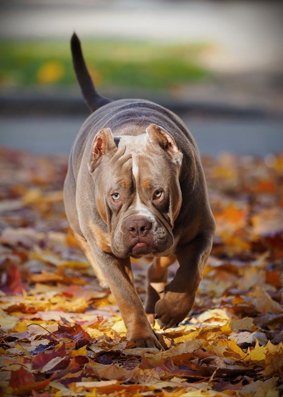 Фото сделанное пользователем A.Dogman