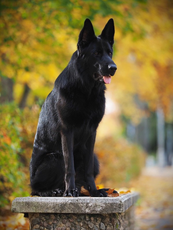 Фото сделанное пользователем A.Dogman