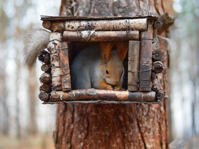 Фото сделанное пользователем gerhart