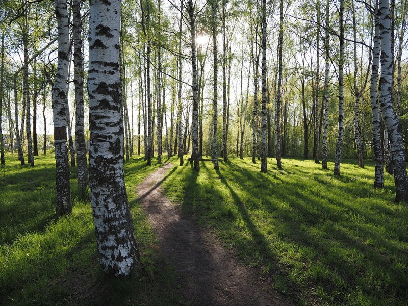 Фото сделанное пользователем severeg