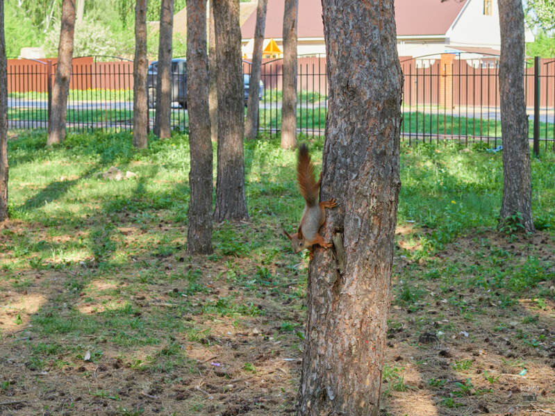 Фото сделанное пользователем BVR_PHOTO