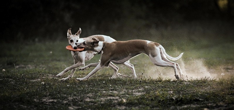 Фото сделанное пользователем A.Dogman